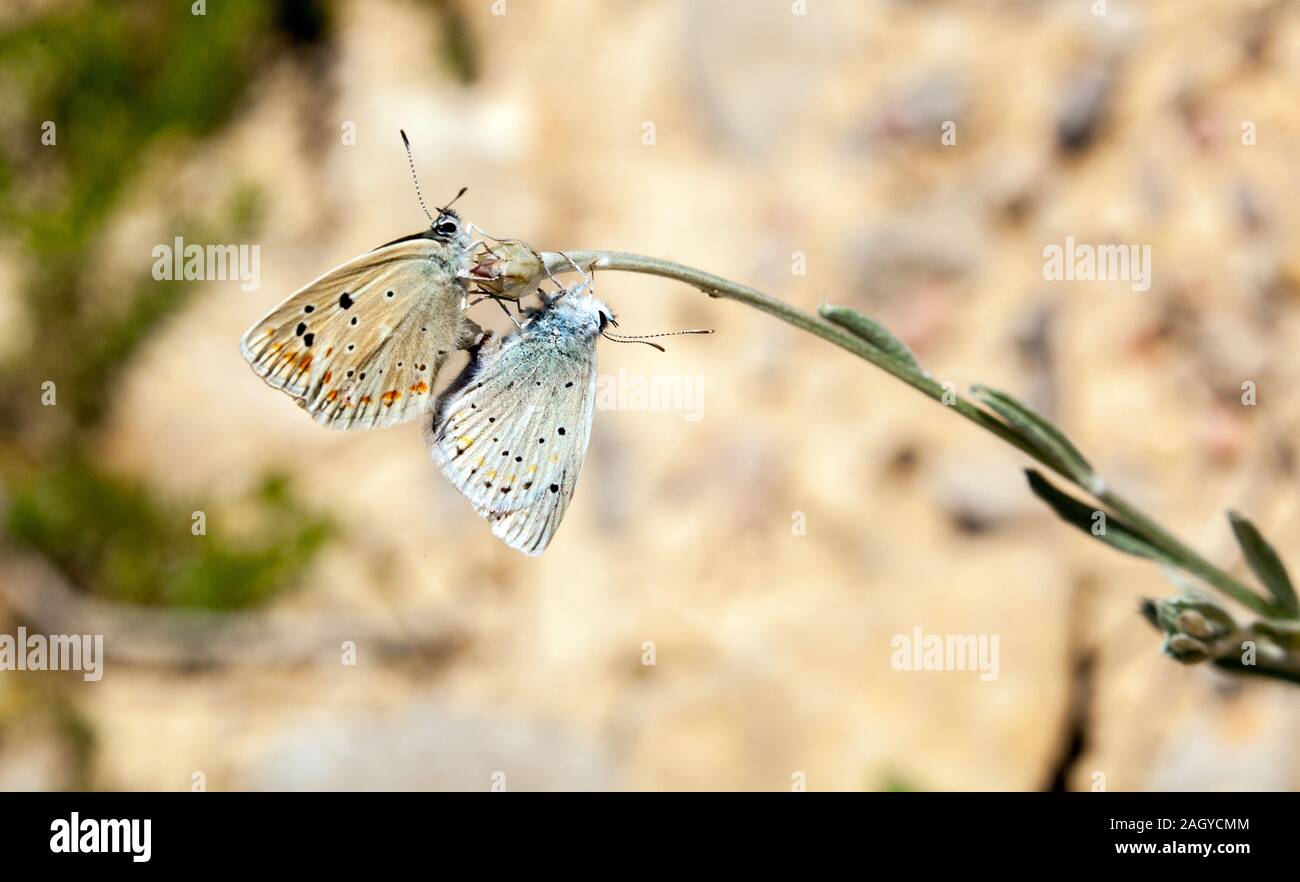 Sous le Geramium Argus Arica Eumedon sur une tête de fleur dans la campagne espagnole à Albarracin dans les Montes Universales Espagne Banque D'Images