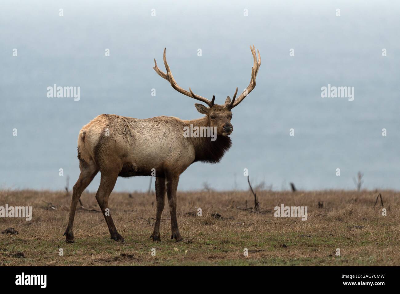 La faune Tule Elk à Point Reyes Banque D'Images