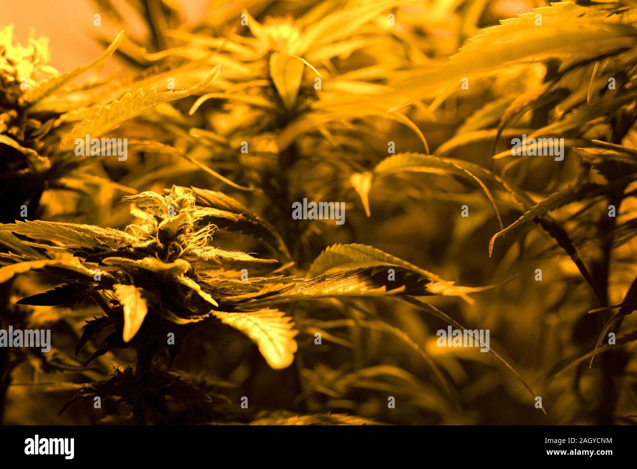 La marijuana médicale croissante à l'intérieur sous la lumière artificielle des lampes. cannabis culture bourgeons. Banque D'Images