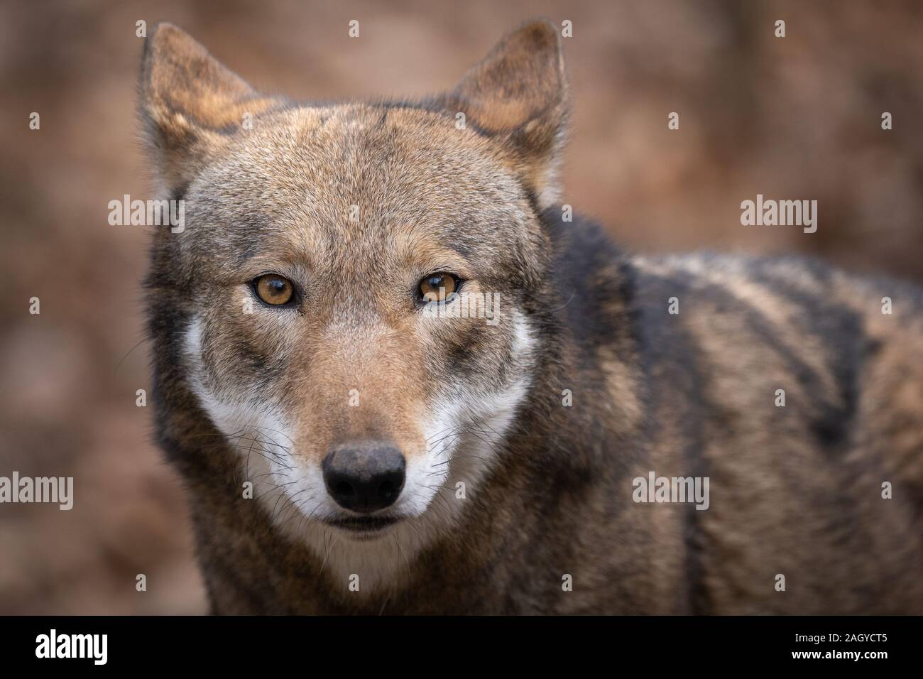 Loup-Rouge Banque D'Images