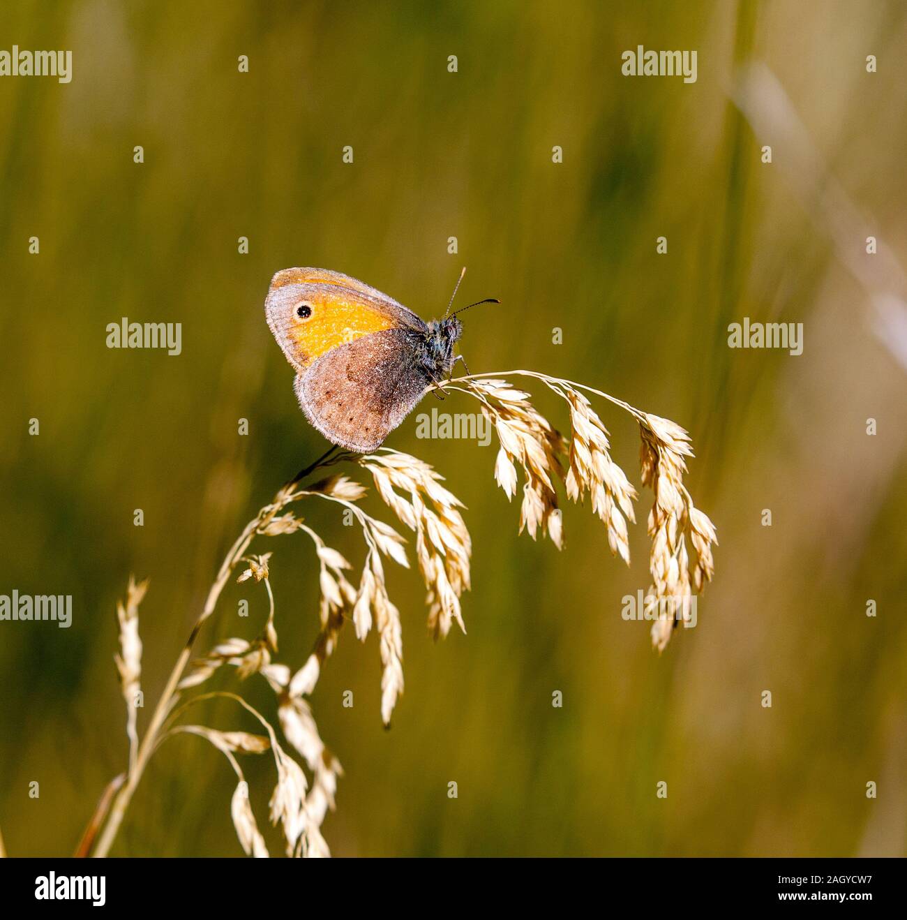 Papillon Coenonympha pamphilus Small Heath sur une tête de semences de graminées Banque D'Images
