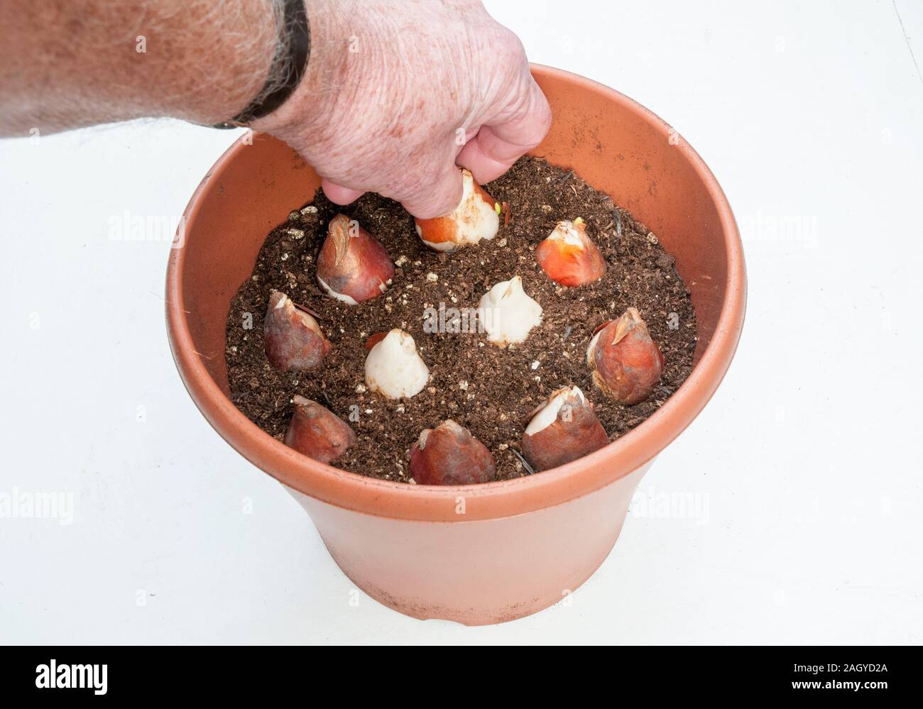La plantation d'une main montrant un groupe de bulbes de tulipes dans un semoir à l'automne prêt pour la floraison au printemps. Banque D'Images
