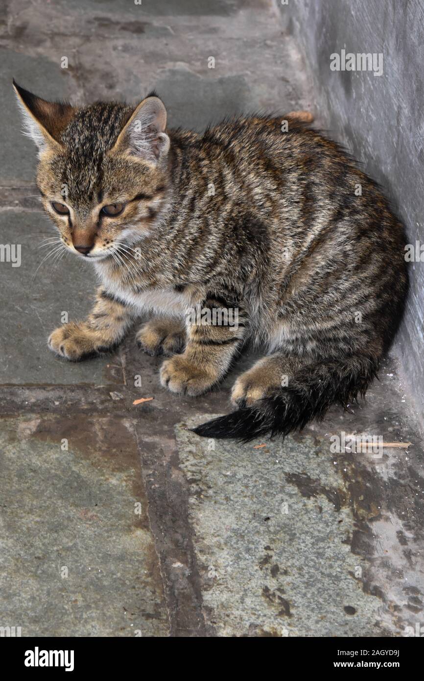 Un chaton assis dans une posture de pensée Banque D'Images
