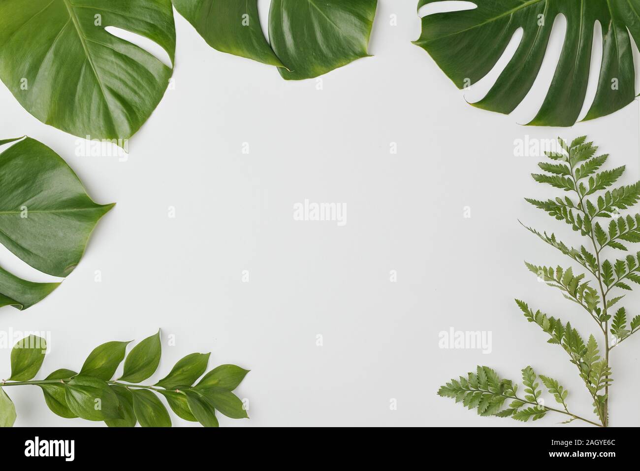 Vue de dessus de feuilles de diverses plantes entourant la place vide pour l'annonce Banque D'Images