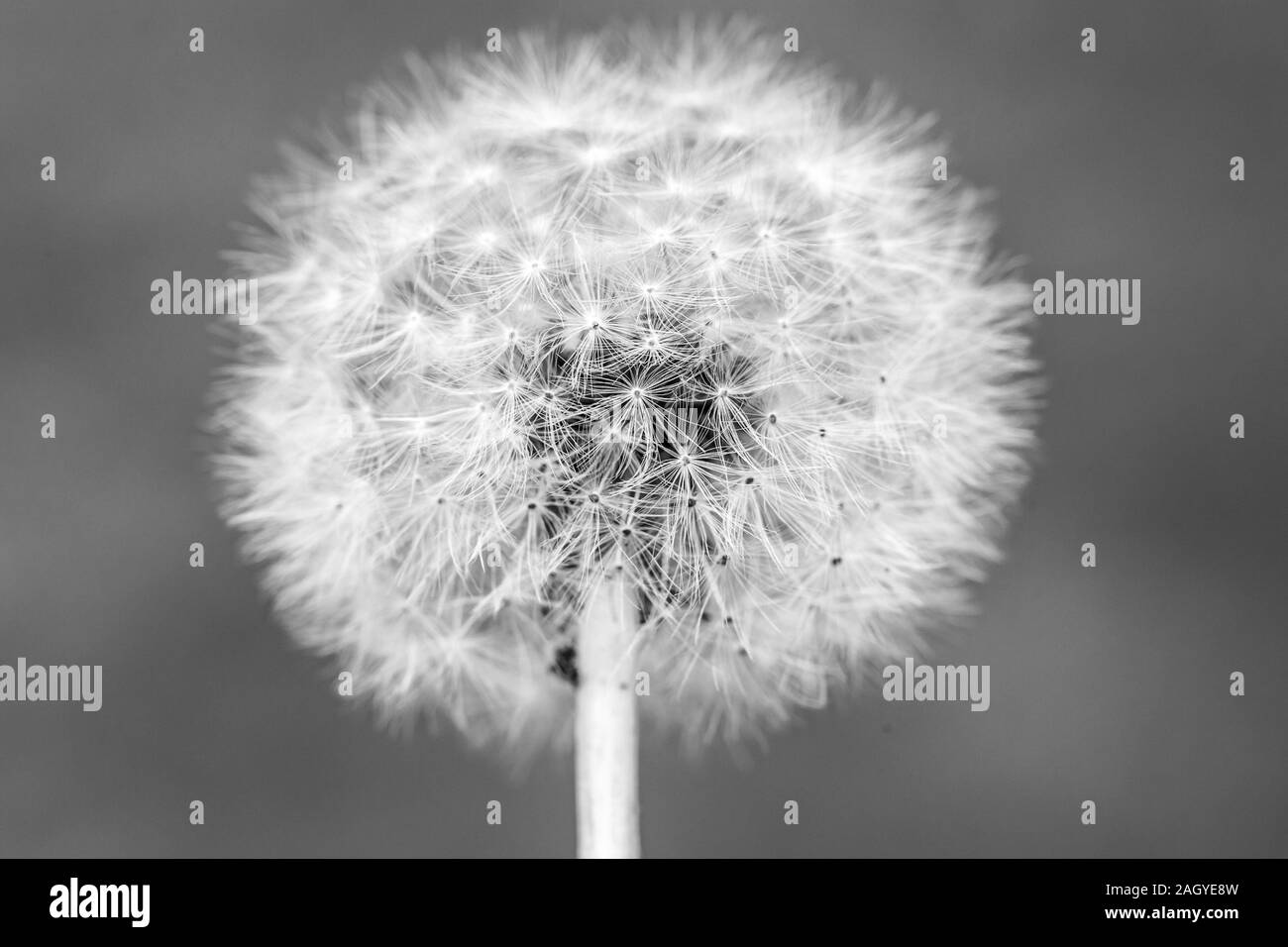Le noir et blanc avec tête de pissenlit graines , Taraxacum officinale, Close up. Idée pour le papier peint. Banque D'Images