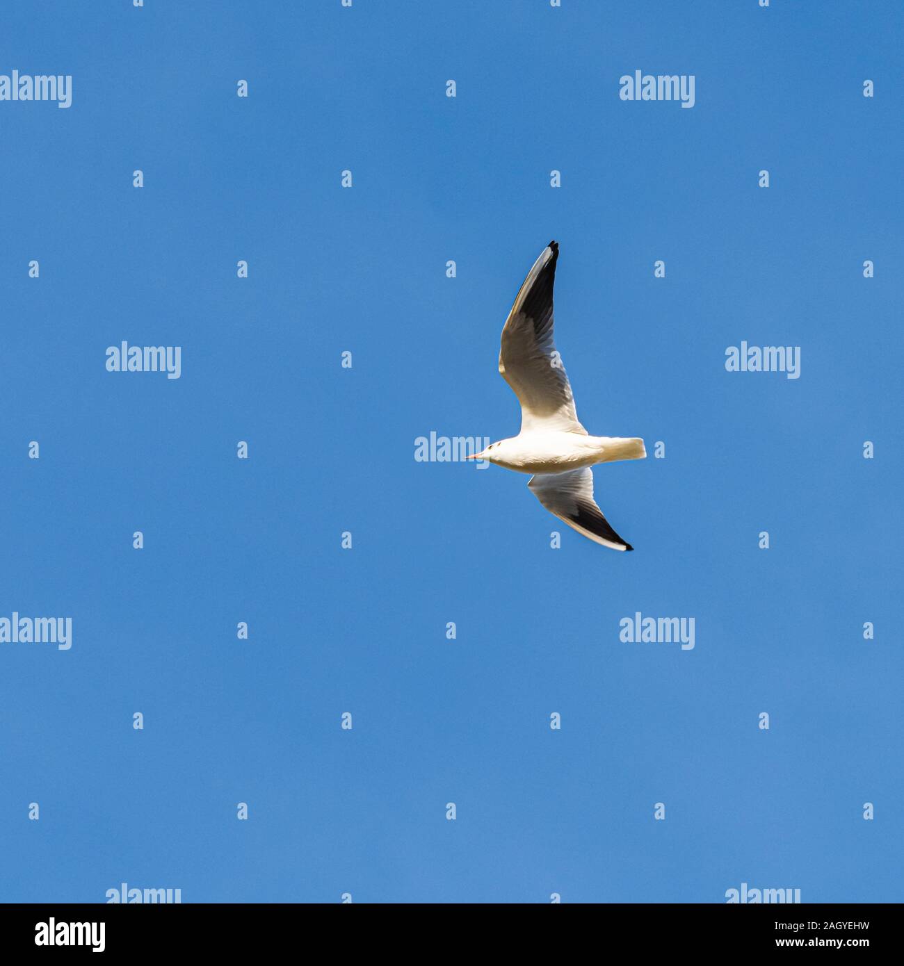 Une Mouette rieuse (Larus ridibundus) en plumage d'hiver voler contre un ciel bleu. Banque D'Images