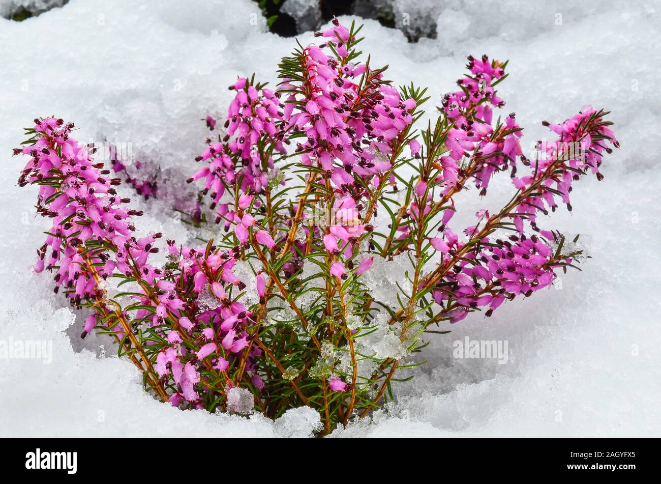 Au début du printemps de fleurs violet bruyère commune ou Calluna vulgaris, surpris par la neige tardive Banque D'Images