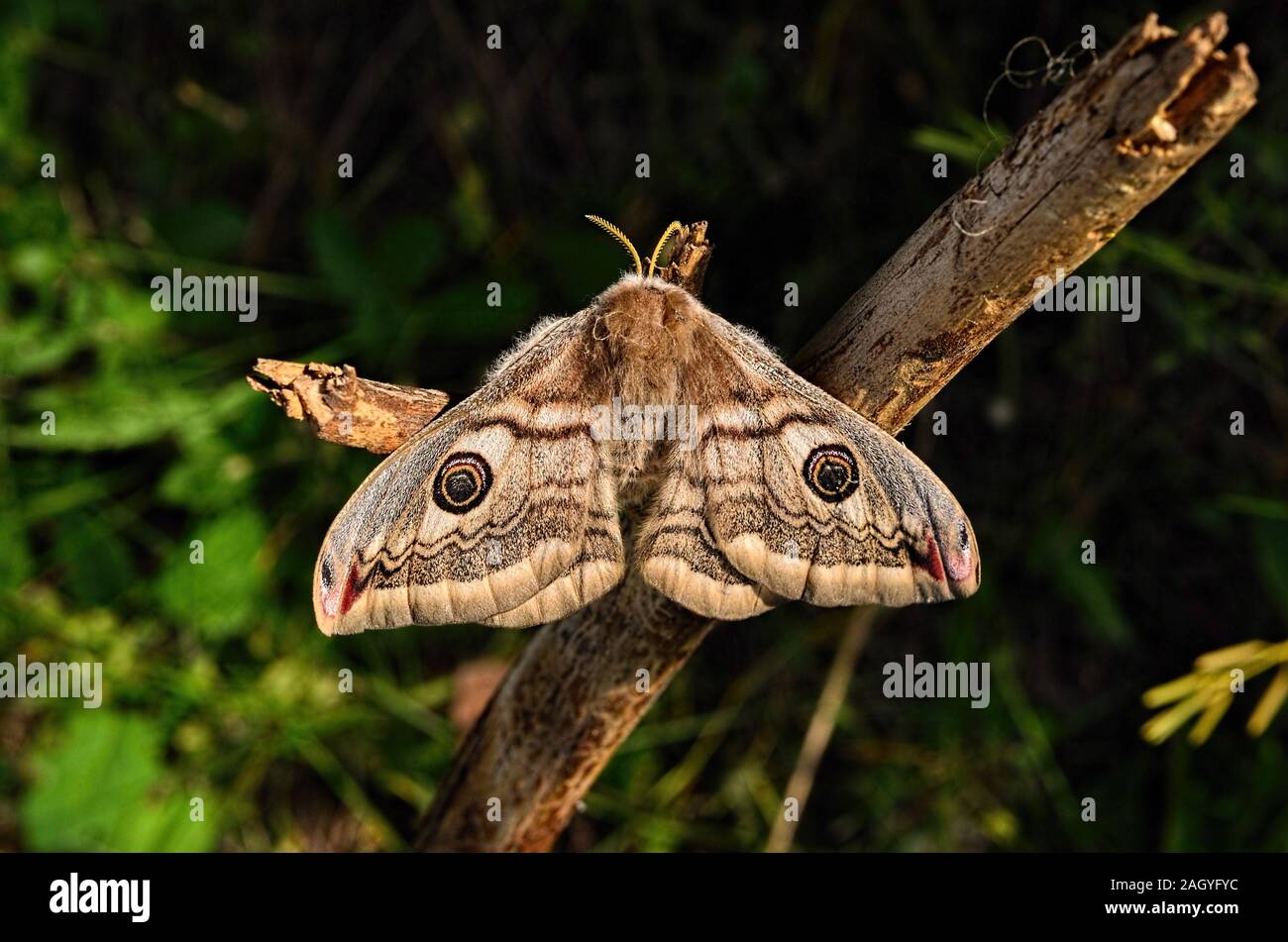 La femelle pavoniella Saturnia, un cousin du sud de l'empereur papillon sur une brindille sèche Banque D'Images