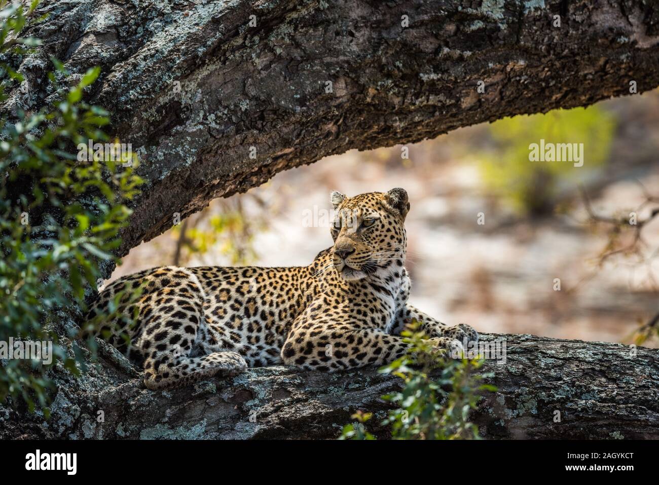 Leopard lying on branche dans un grand arbre Banque D'Images