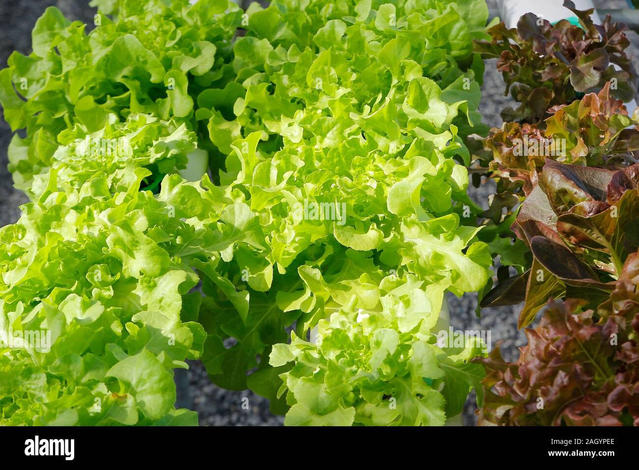 Photo de légumes hydroponiques biologiques dans la région de farm Banque D'Images