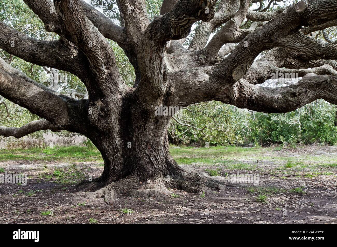 Coastal Live Oak 'Quercus virginiana', parc national de Goose Island, Texas. Banque D'Images