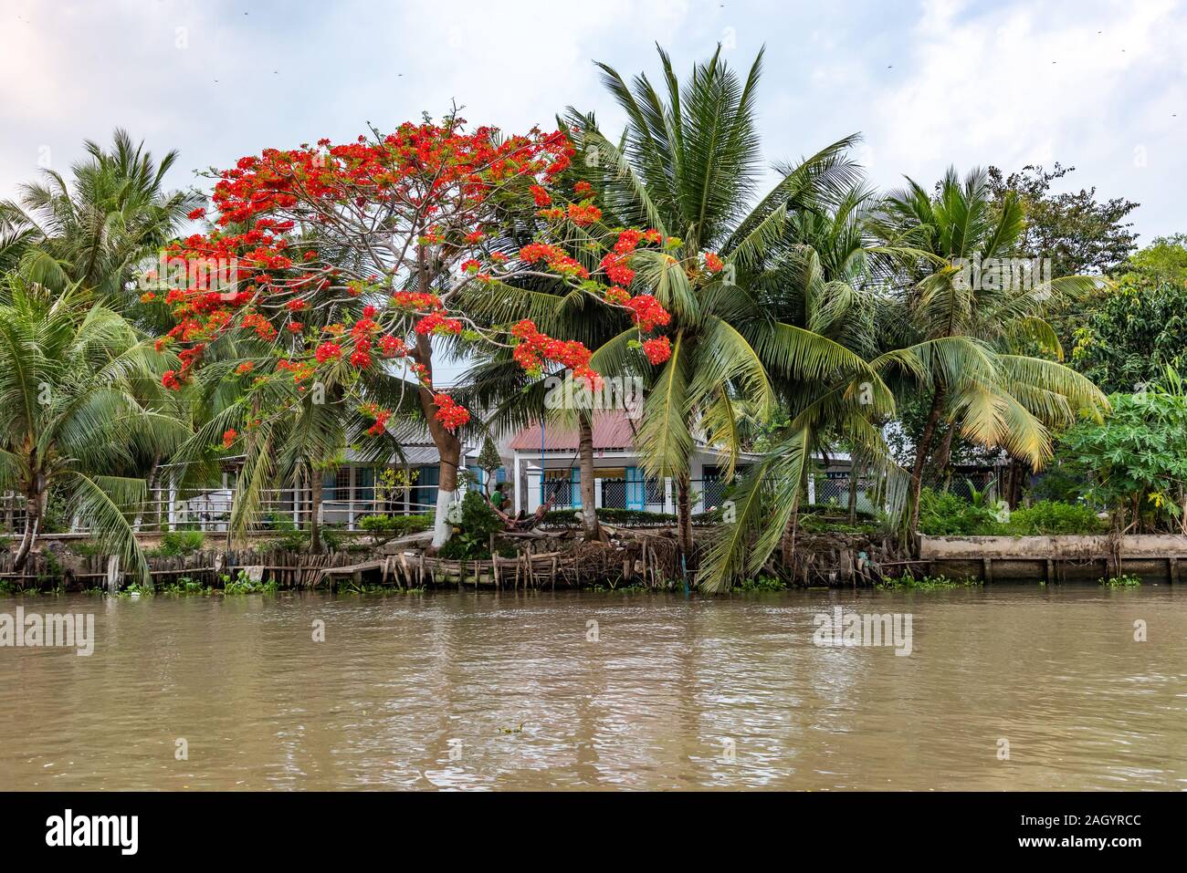 Le Viet Nam. Le 12 mai 2019. Arbre Flamboyant sur la rivière Hau Giang en banque Banque D'Images