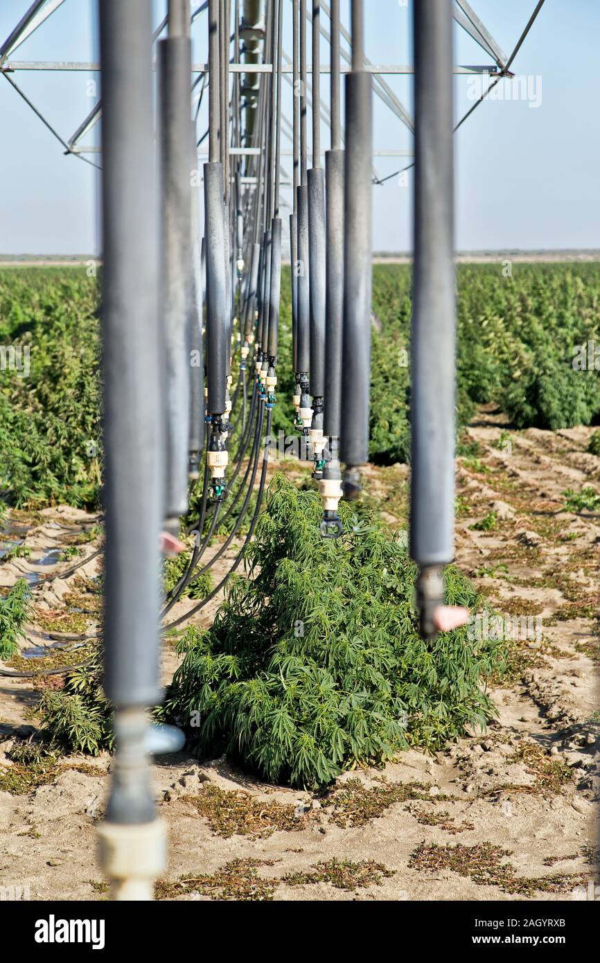 Système d'irrigation linéaire, sprinkleur, vinyle, gouttes opérant dans le champ de chanvre givré 'Lime' souche, Cannabis sativa. Banque D'Images