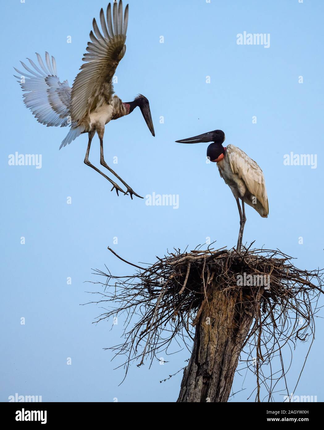 Un Jabiru mycteria Jabiru (vol) retour à l'attente de son partenaire dans leur nid dans les Amazones. Cangusu, Tocantins, Brésil. Banque D'Images