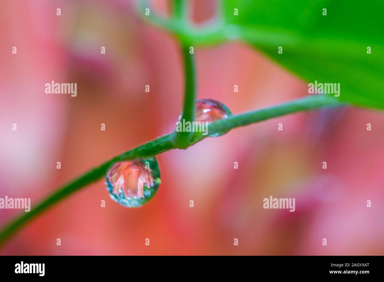 Les gouttes d'eau avec reflet de fleur sur feuillages verts dans le jardin. Banque D'Images