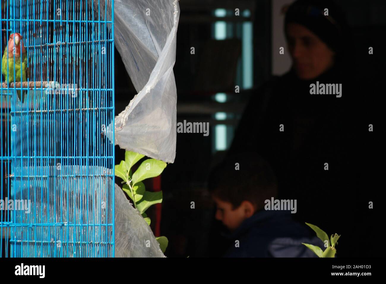 Un oiseau coloré enfermé dans une cage bleue à Monastir, Tunisie Banque D'Images