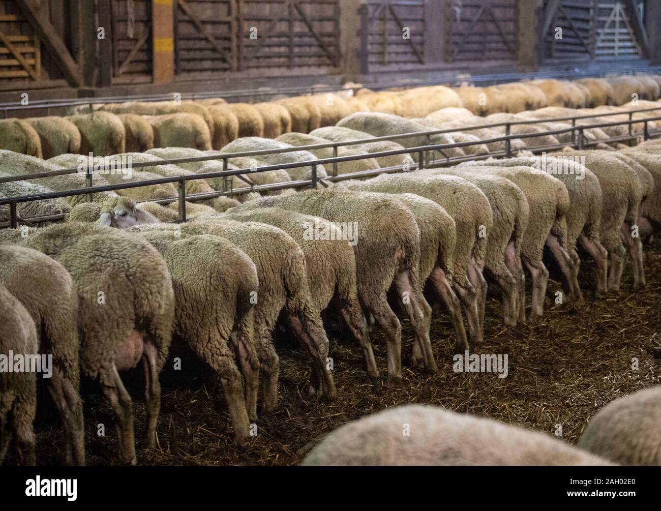 Frauenau, Allemagne. Le 05 mai 2019. Stand de moutons dans la bergerie de Johannes Eichhorn. Pour rendre le travail d'un berger plus attrayant pour la jeune génération de nouveau, le jeune homme montre un aperçu de l'œuvre avec l'amis à quatre pattes sur son profil d'Instagram. Credit : Lino Mirgeler/dpa/Alamy Live News Banque D'Images