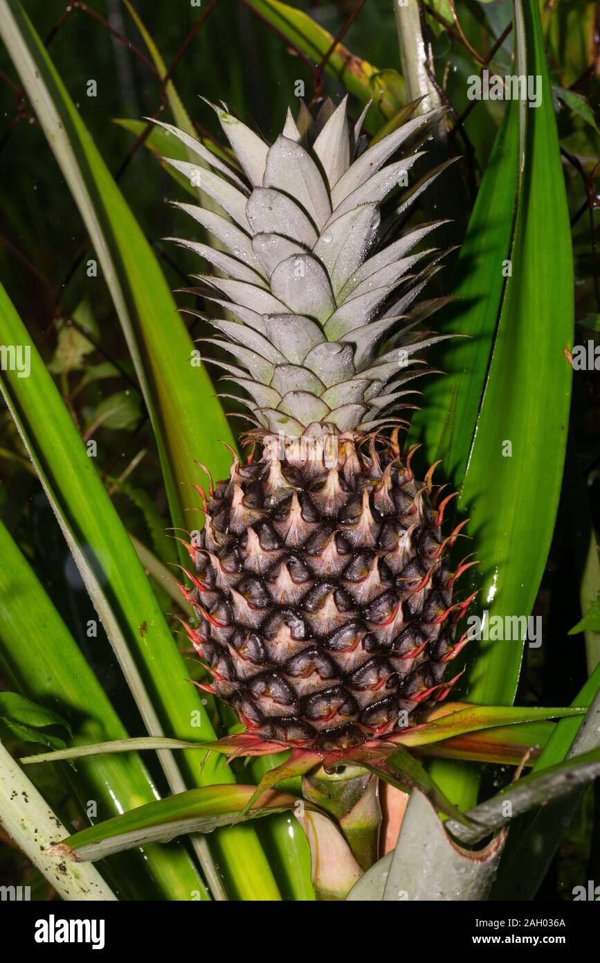 Ananas (Ananas Comosus) Plantes en Amérique du Bornéo Banque D'Images