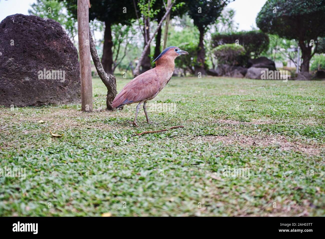 Night Heron de Malaisie Banque D'Images