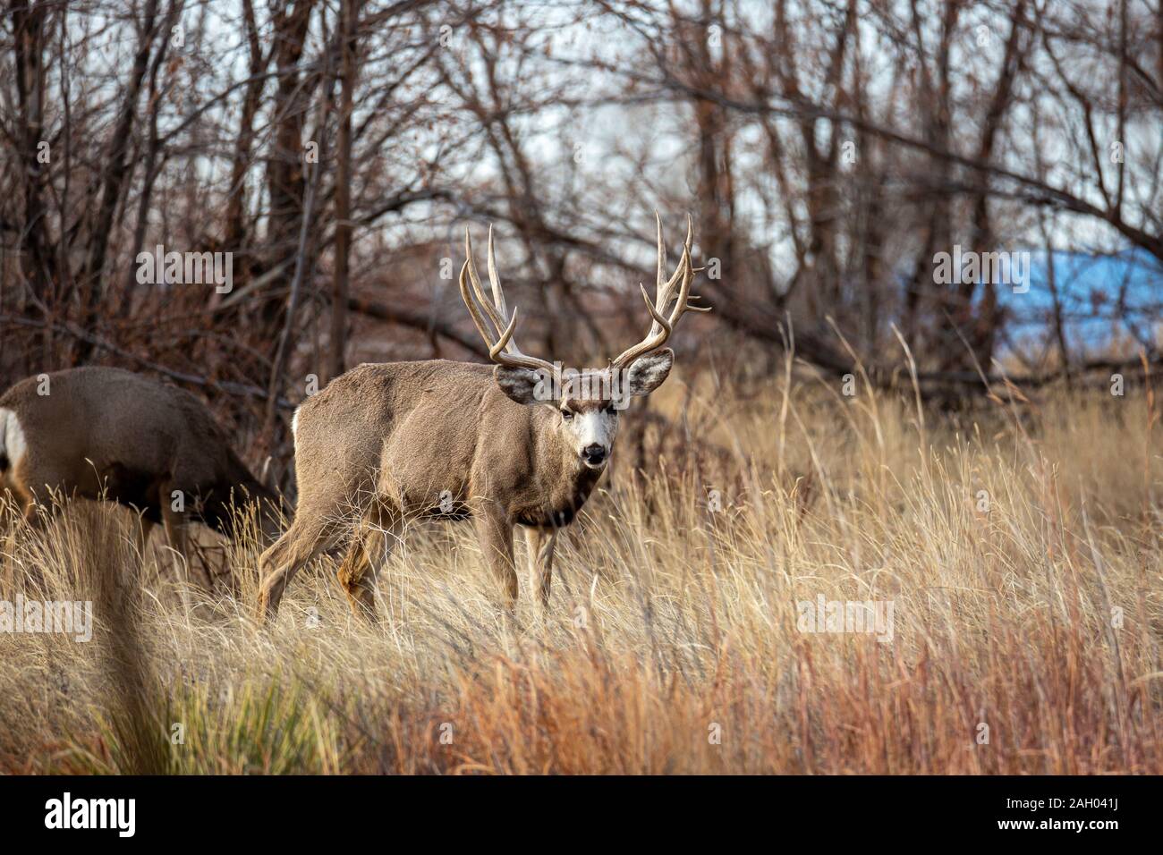 Mule Deer buck/ stag (Odocoileus hemionus) Rocky Mountain Arsenal Wildlife Refuge, Colorado, USA Banque D'Images
