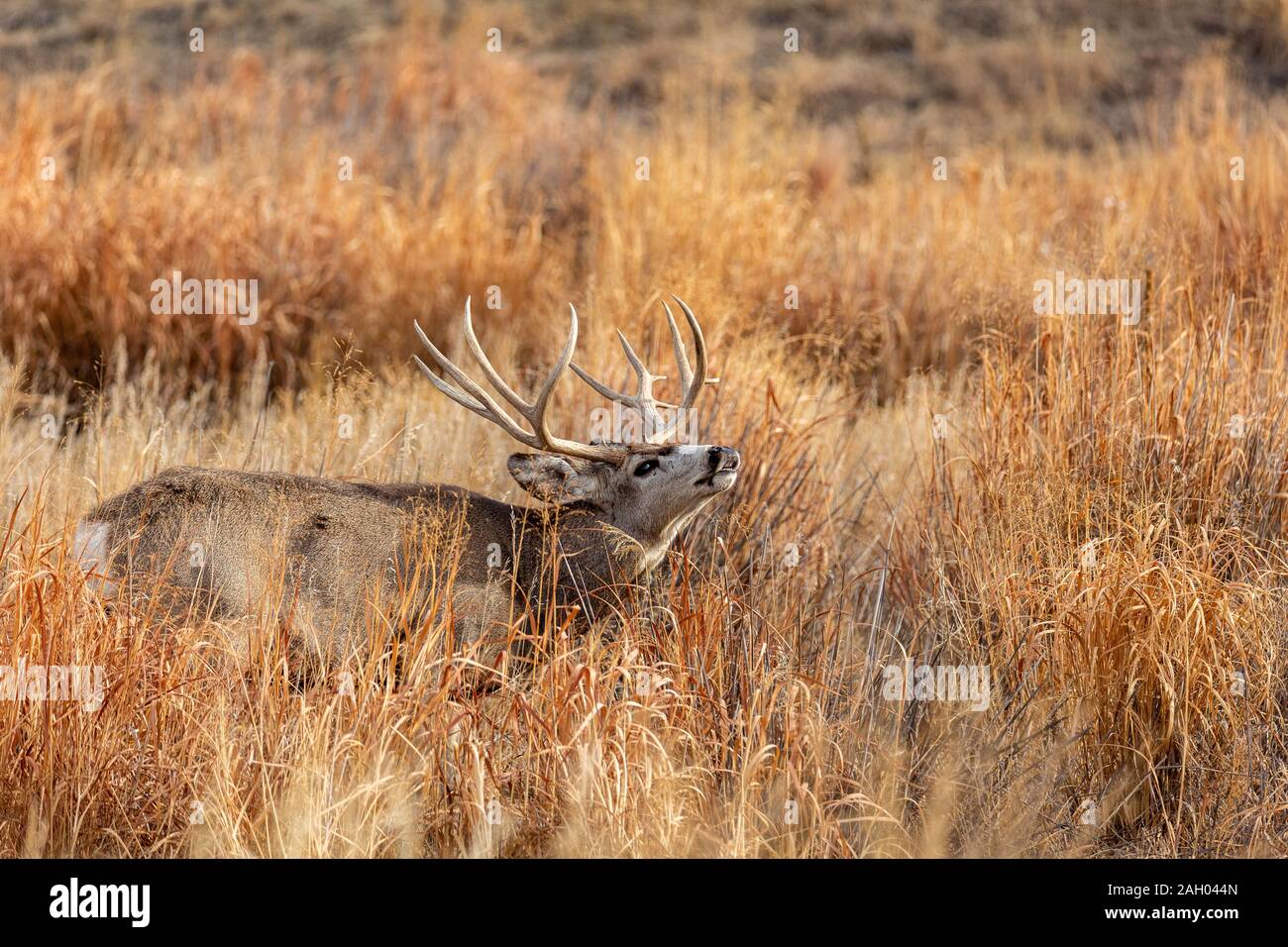 Mule Deer buck/ stag en rut (Odocoileus hemionus) Rocky Mountain Arsenal Wildlife Refuge, Colorado, USA Banque D'Images