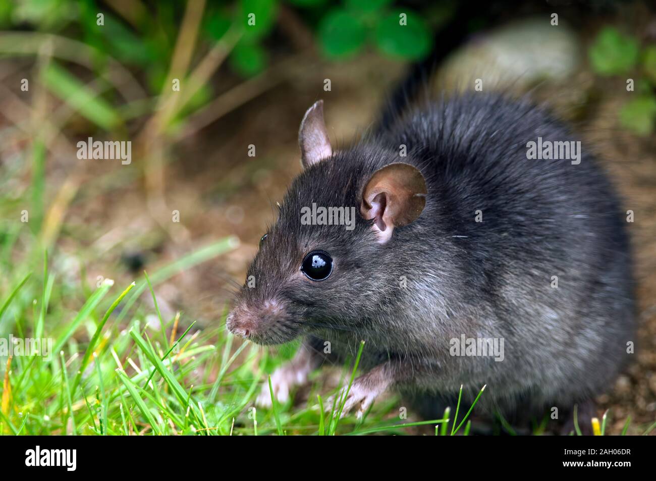 Une politique commune de rat noir (Rattus rattus) dans un jardin. Banque D'Images