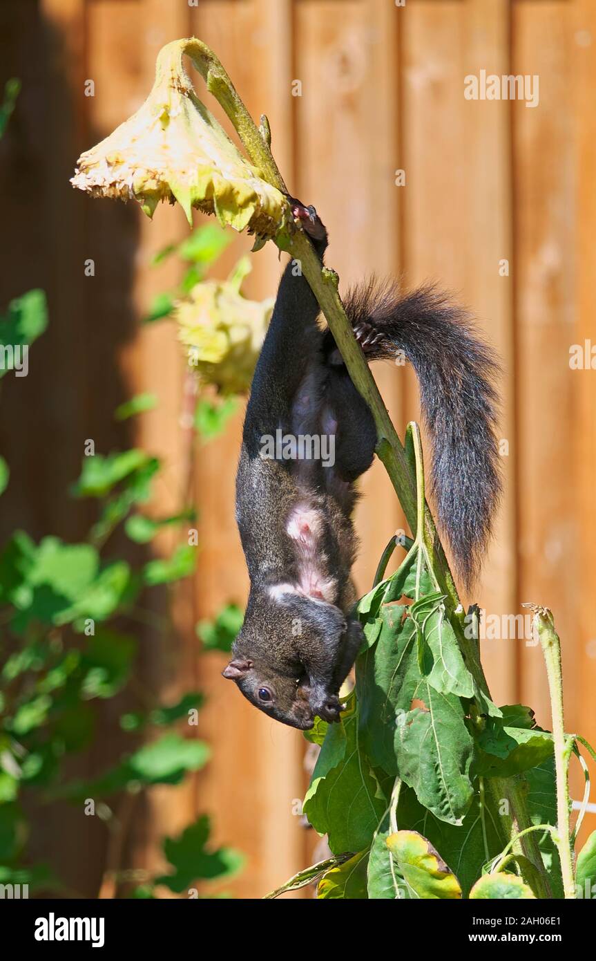 Soins infirmiers une femelle écureuil roux (Sciurus) tête en bas de manger les graines de tournesol tournesol à partir d'une manette. Banque D'Images