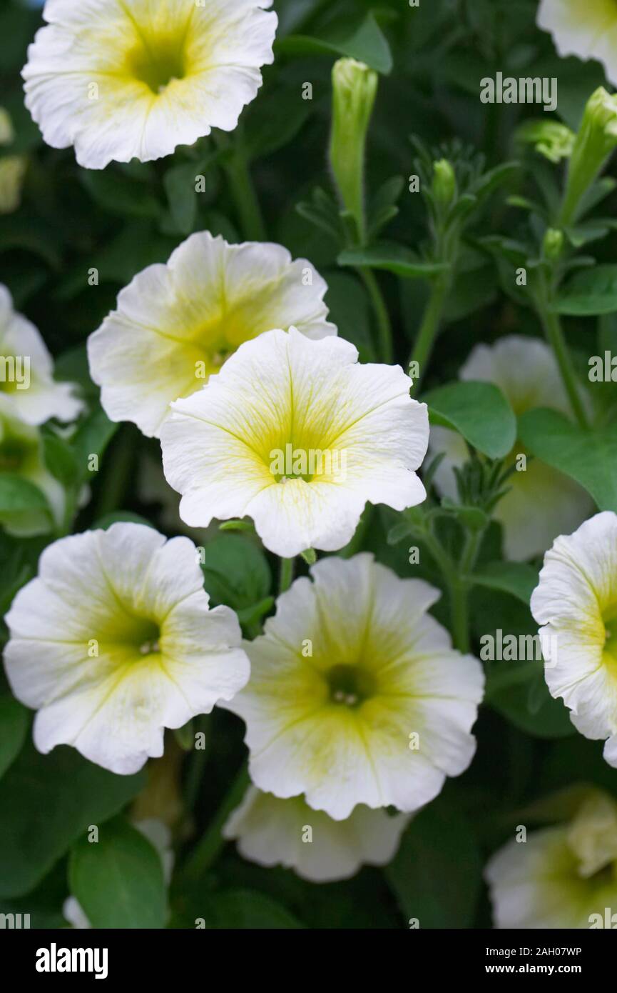 Pétunia F1 vague facile fleurs jaune Banque D'Images