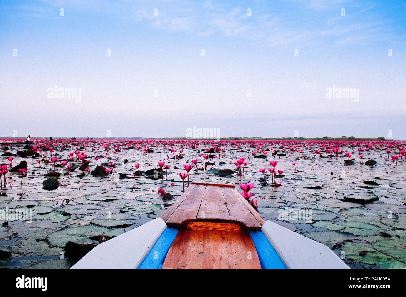 Thai long tail boat bow travel dans Nong pacifique Harn pleine floraison red lotus lake, Udonthani - Thaïlande. Bateau en bois en rouge nénuphars lotus mer. Banque D'Images