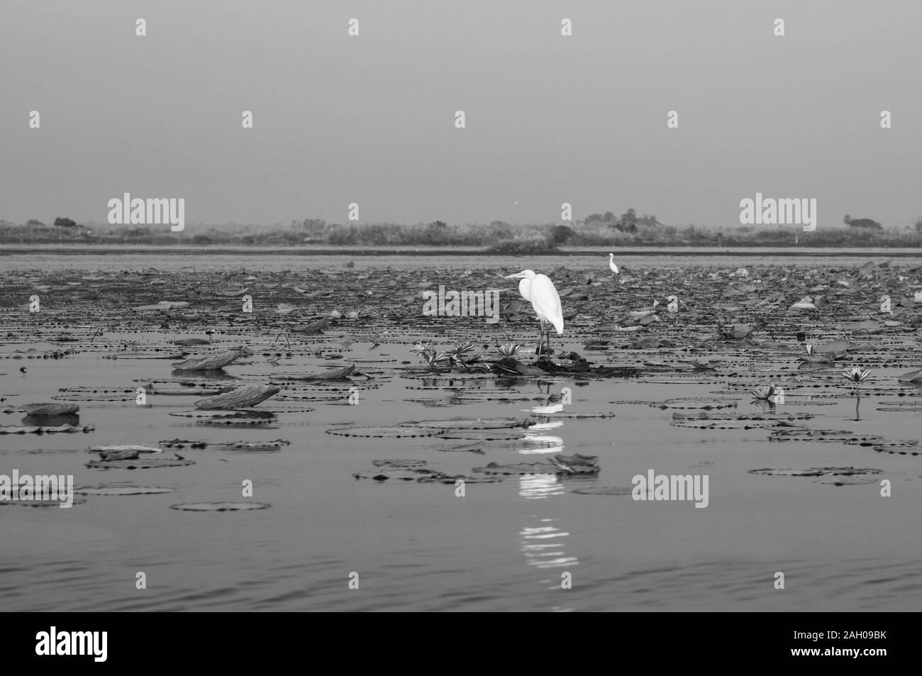 La chasse aux oiseaux aigrette blanche par du poisson sur l'eau debout à Bush l'usine lotus lake Nong Harn à Udonthani - Thaïlande Banque D'Images
