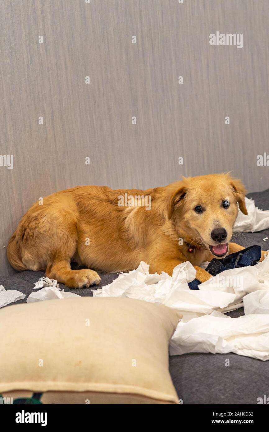 Naughty quatre-mois golden chien jouant du papier toilette blanc Banque D'Images