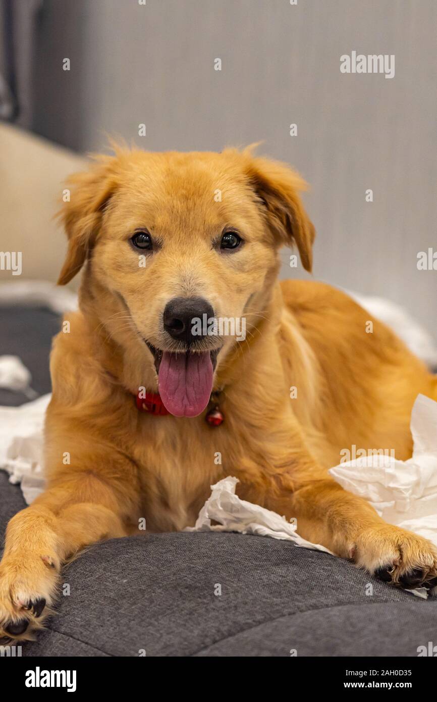 Portrait of cute naughty dog or tissu jouant Banque D'Images