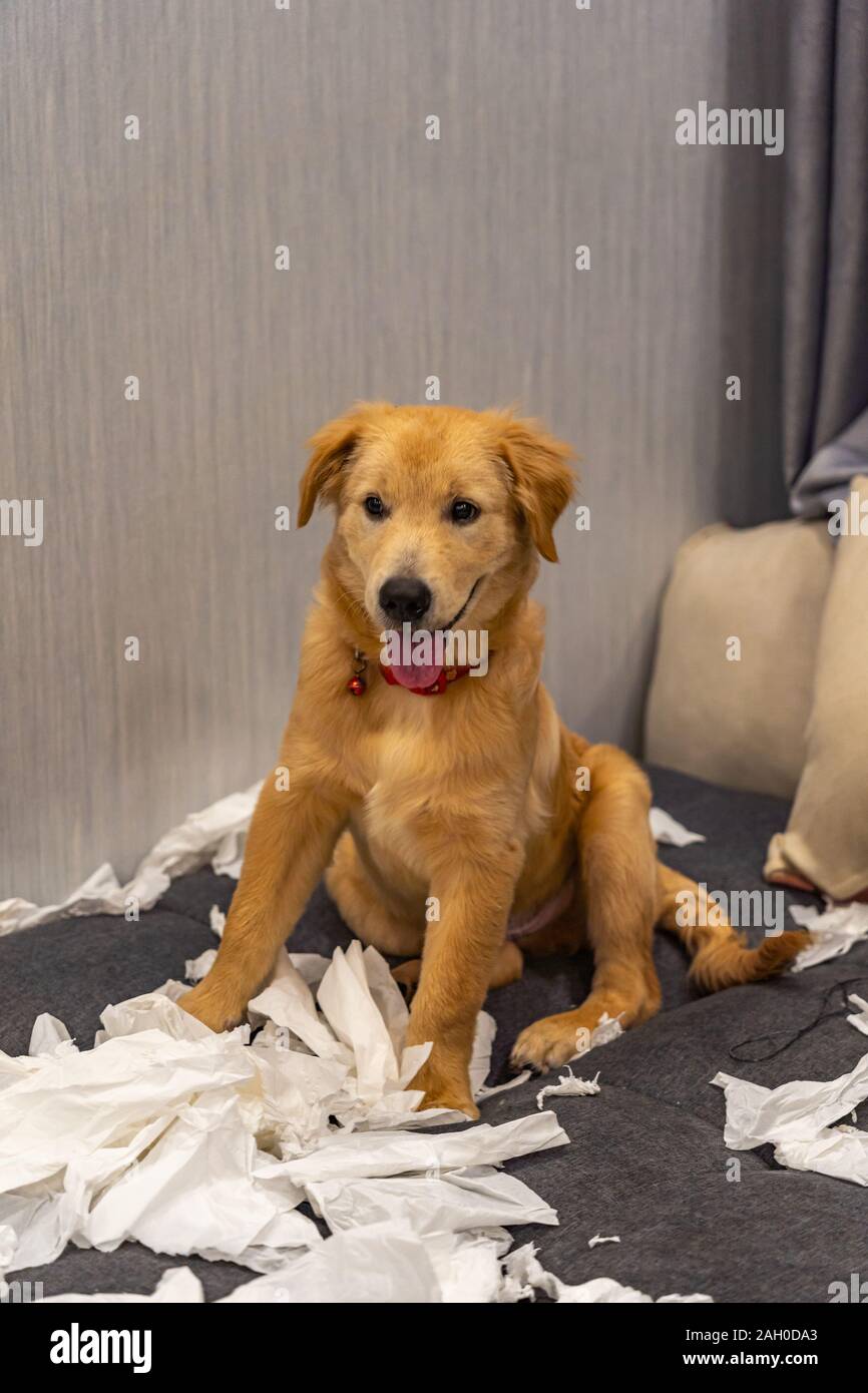 Portrait de chien jouant d'or à papier toilette salle de séjour Banque D'Images