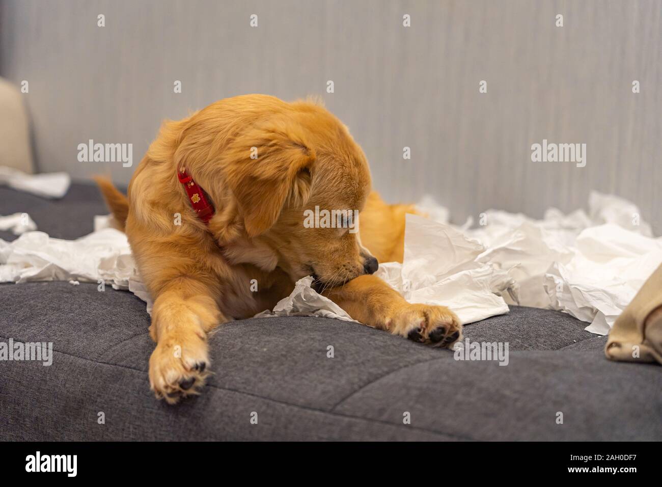Golden retriever mignon chien jouant sur canapé tissu Banque D'Images