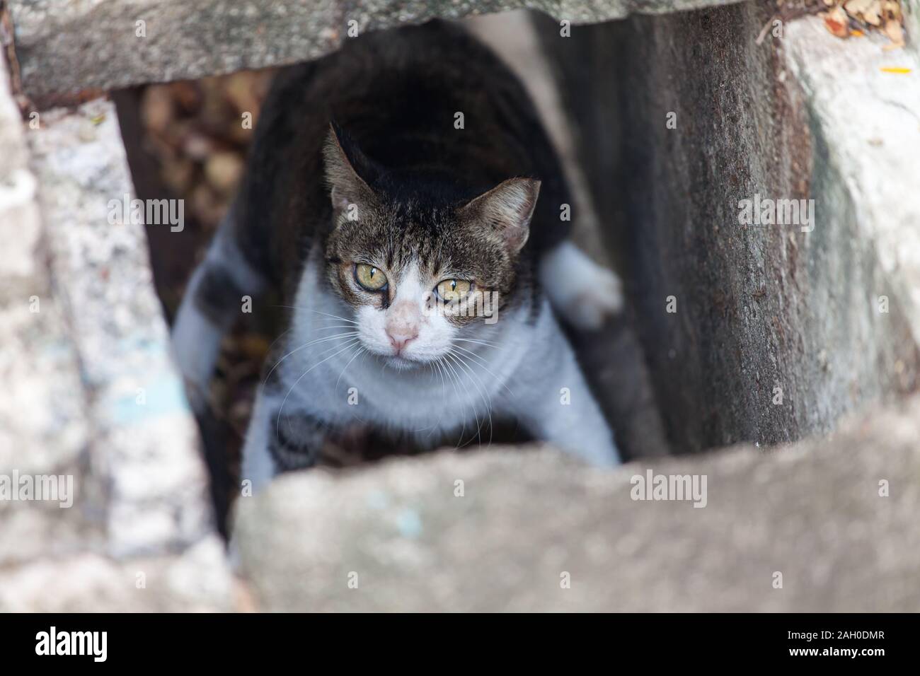 Le chat curieux est stationnaire dans le drain regardant à travers le trou Banque D'Images
