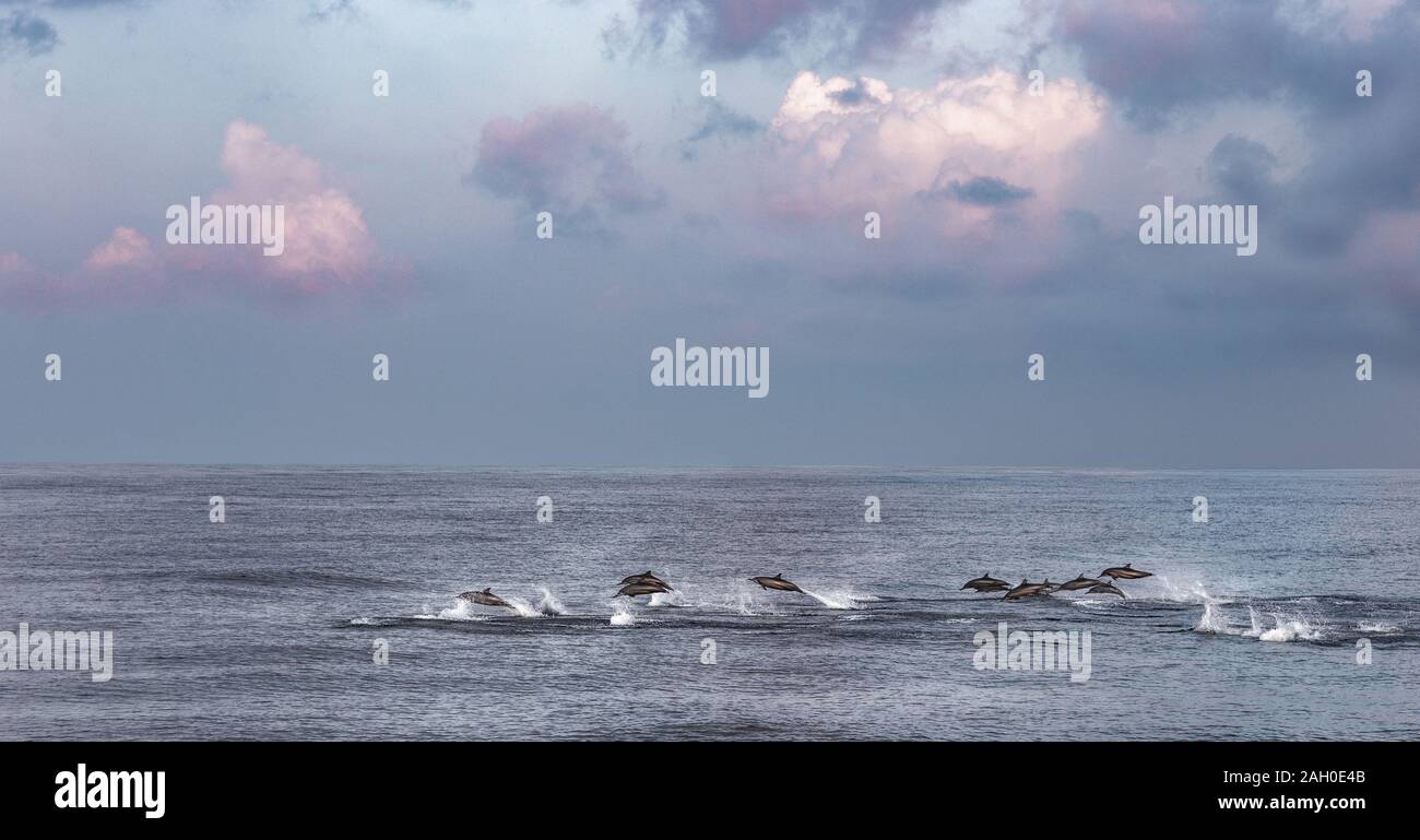 Un troupeau de dauphins en mer ouverte est la chasse. Animaux de saut, surf, plongée sur la surface de l'océan. La vie sauvage près de la Maldives Banque D'Images