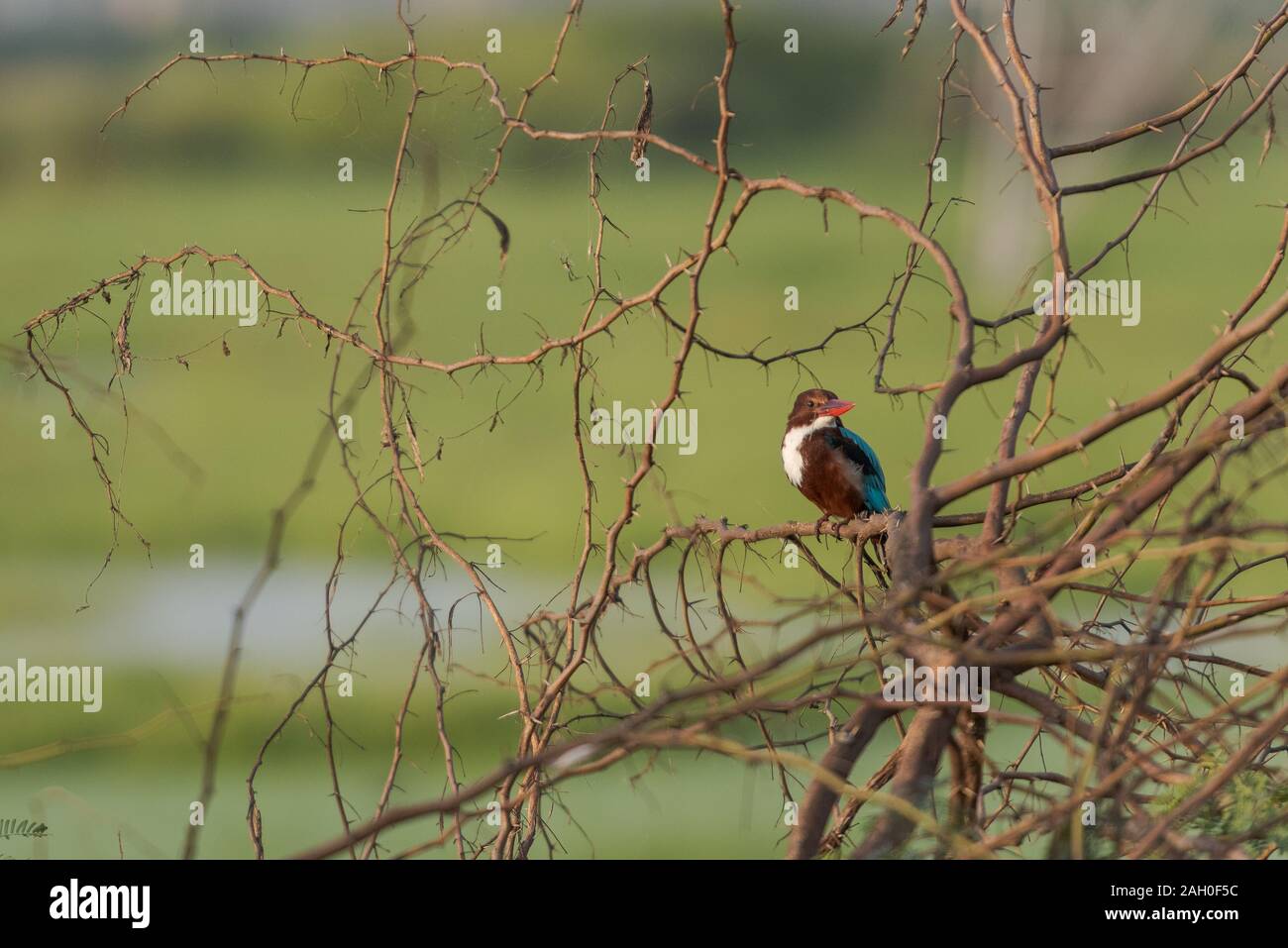 White throated kingfisher assis sur une branche à Chennai, Inde du Sud Banque D'Images