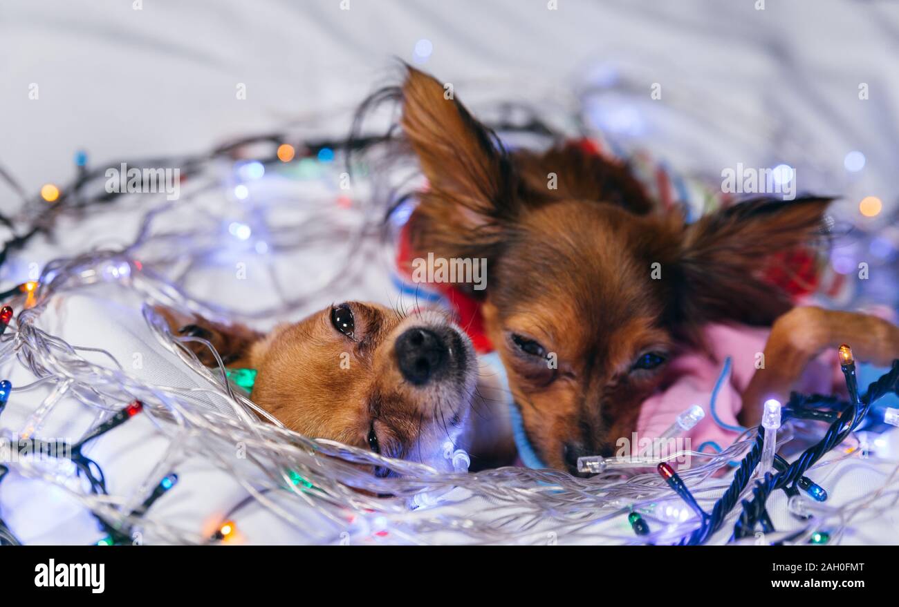 Deux Toy Terrier est un chien jaune le jour de l'an. Banque D'Images