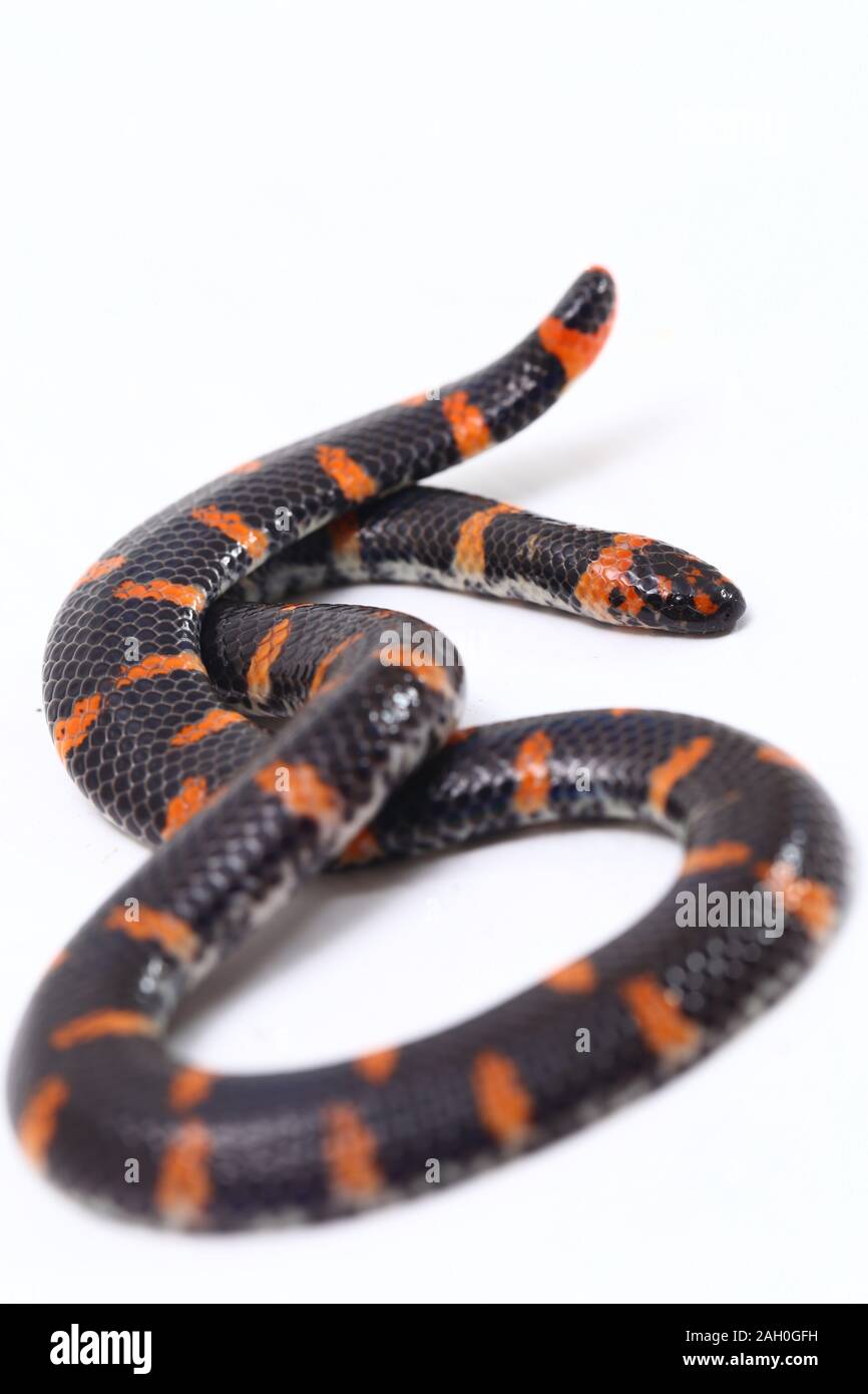 Tuyau à queue rouge (serpent Nom scientifique Cylindrophis ruffus) Isoler  sur fond blanc Photo Stock - Alamy