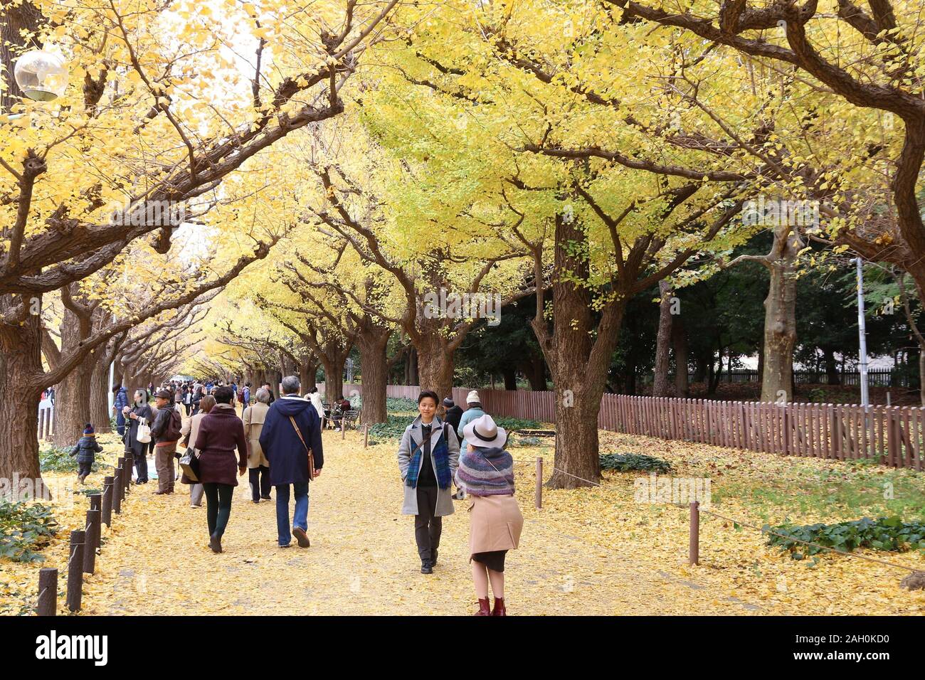 TOKYO, JAPON - 30 NOVEMBRE 2016 : Les gens célèbrent l'Avenue Ginkgo feuillage de l'automne à Tokyo, Japon. Icho Namiki Avenue est célèbre pour son admiration de au Banque D'Images