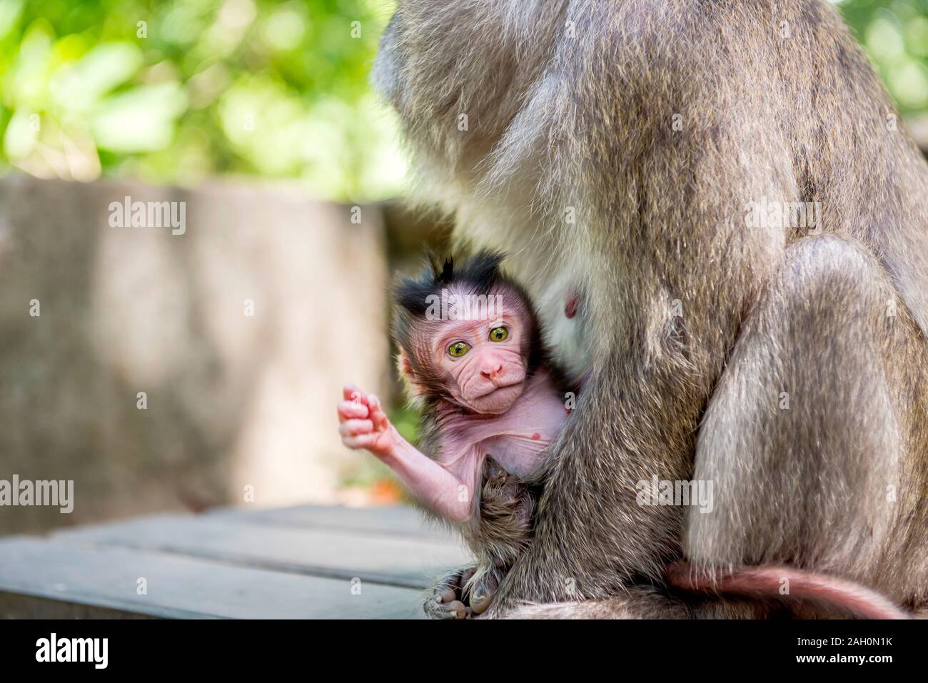 Balinais femelles singes à longue queue avec son enfant (Macaca fascicularis) sur Monkey Forest, Ubud. Bali Indonésie Banque D'Images