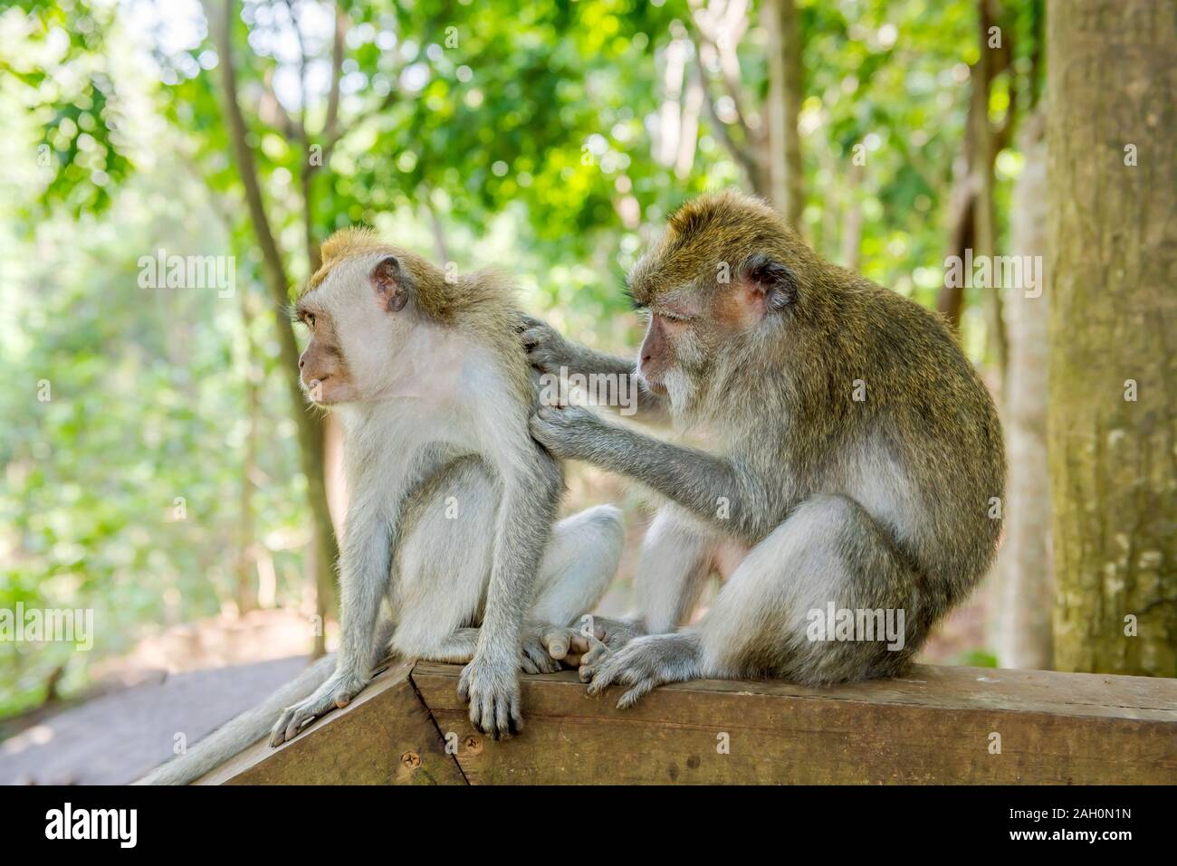 Balinais deux singes à longue queue (Macaca fascicularis) sur Monkey Forest, Ubud. Bali Indonésie Banque D'Images