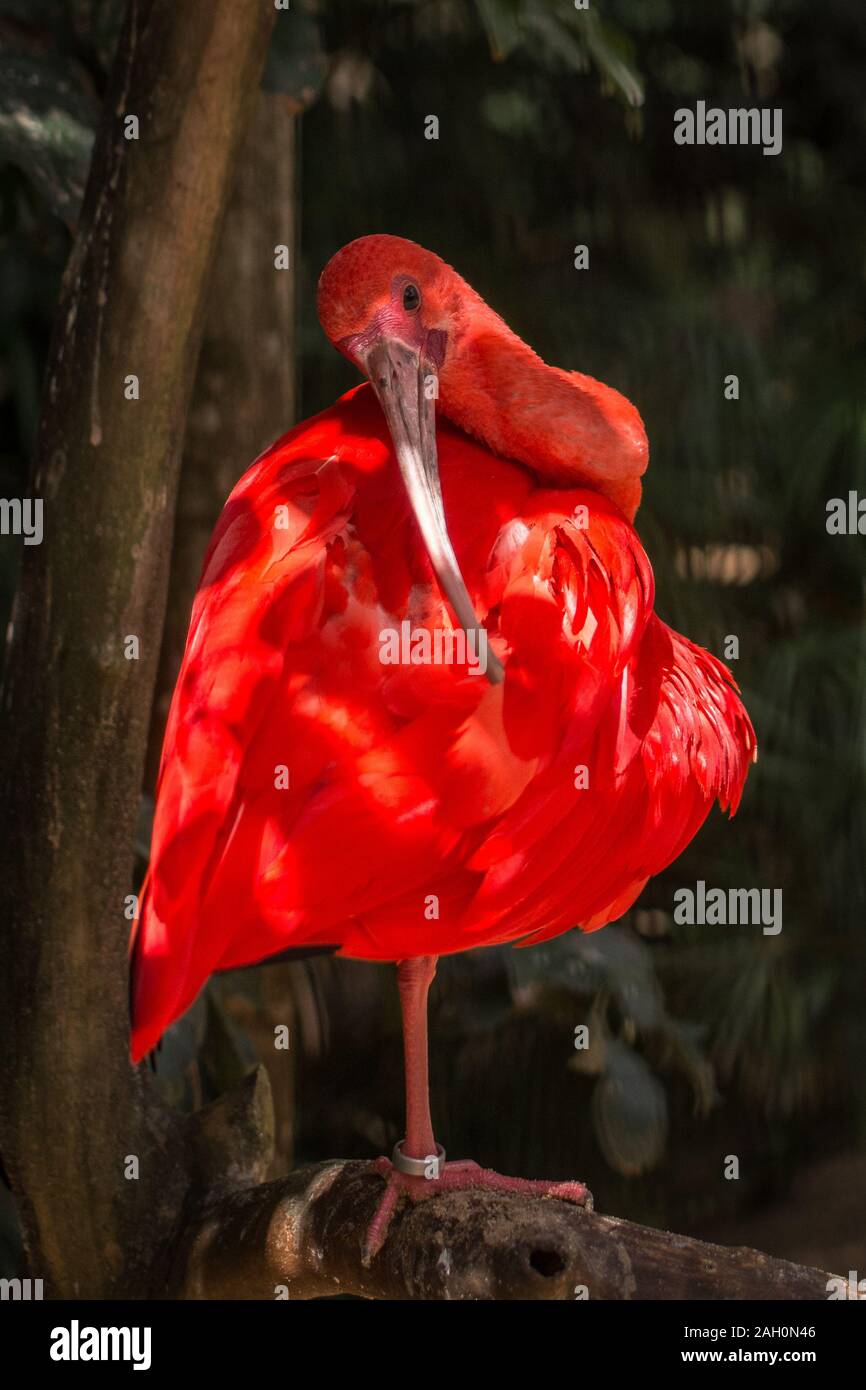 Ibis rouge, Eudocimus ruber sauvages, oiseaux tropicaux du Brésil isolés dans la forêt Foz de Iguazu Parque das Aves Banque D'Images