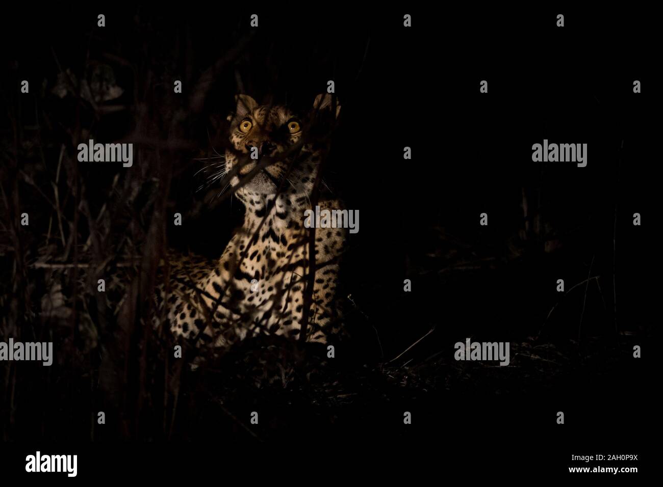 Leopard dans la nuit au milieu de la brousse Banque D'Images