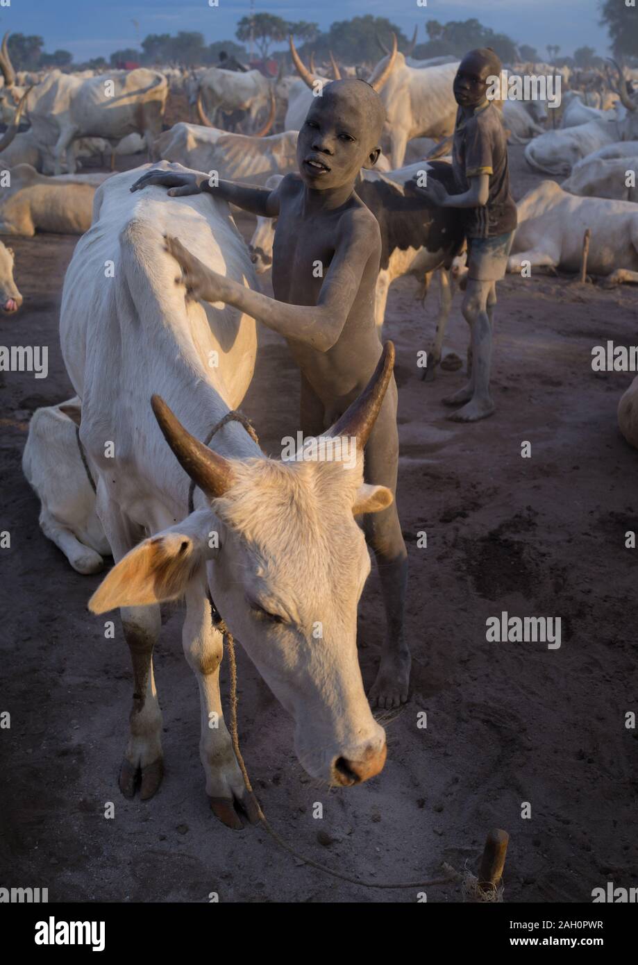 Les garçons de la tribu Mundari couvrant leurs vaches dans les cendres pour repousser les mouches et moustiques, l'Équatoria central, Terekeka, au Soudan du Sud Banque D'Images