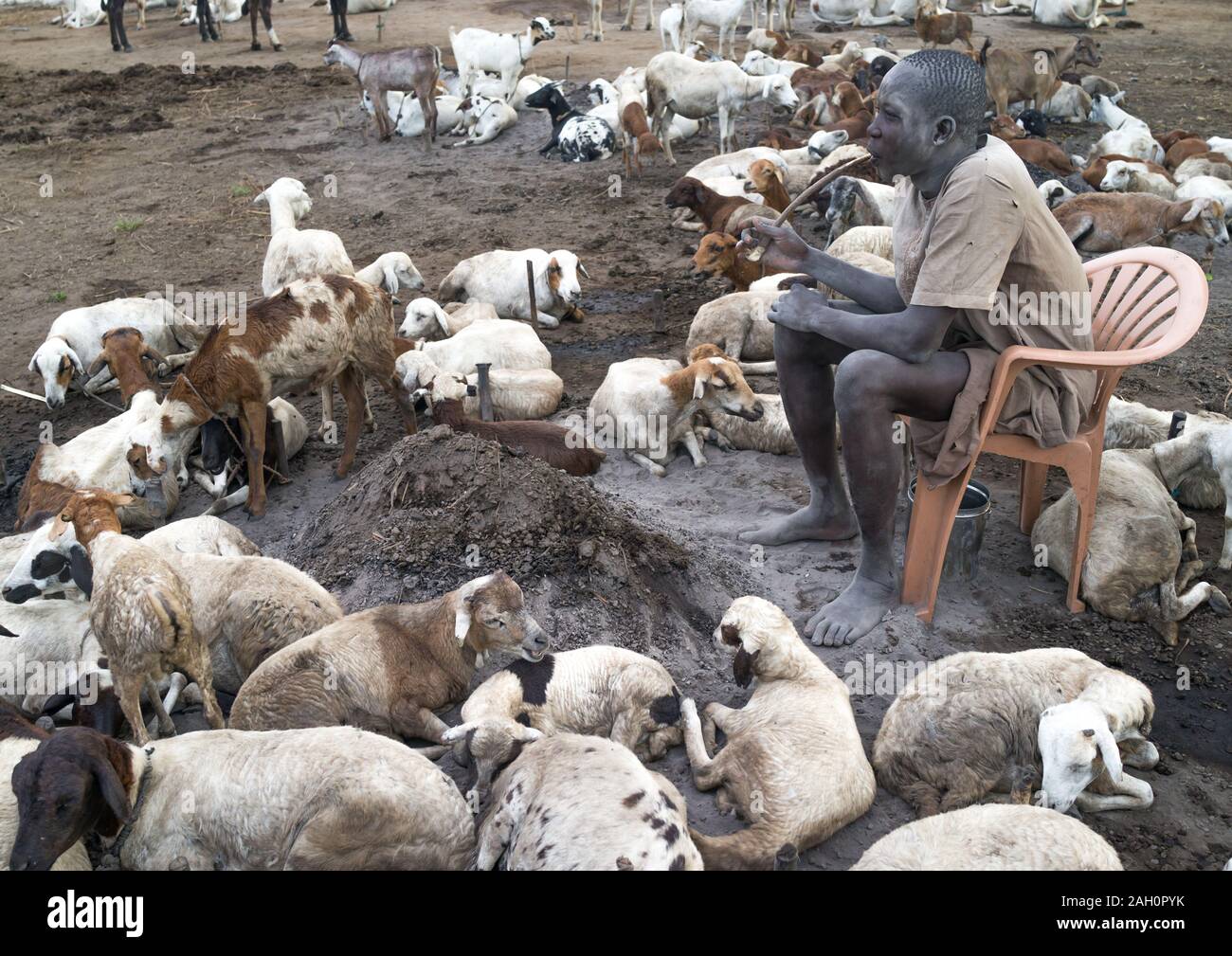 Tribu Mundari homme à visage couvert de cendres avec ses moutons dans un camp, l'Équatoria central, Terekeka, au Soudan du Sud Banque D'Images