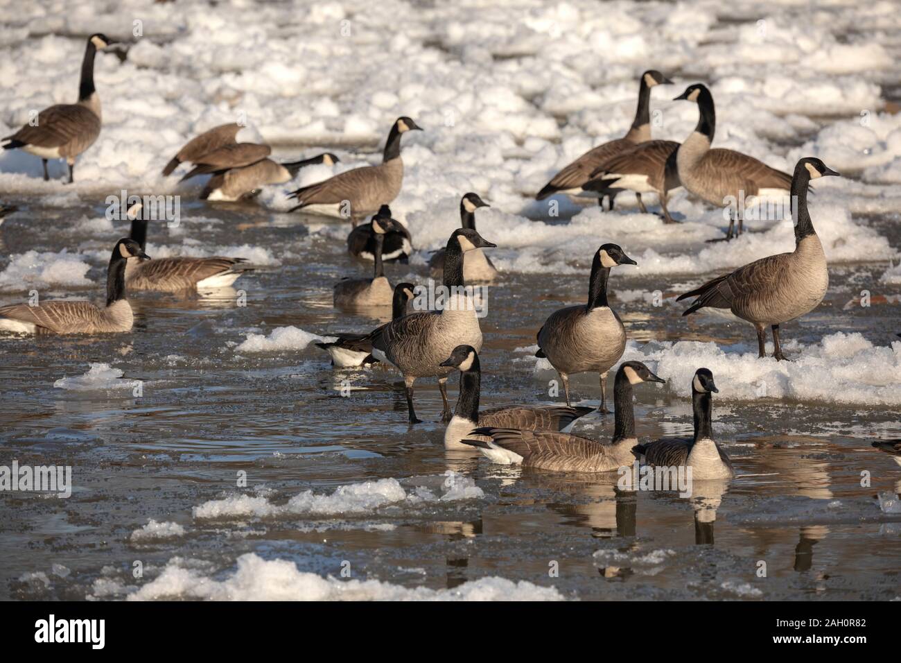 Volée d'outardes sur la rivière givré Banque D'Images