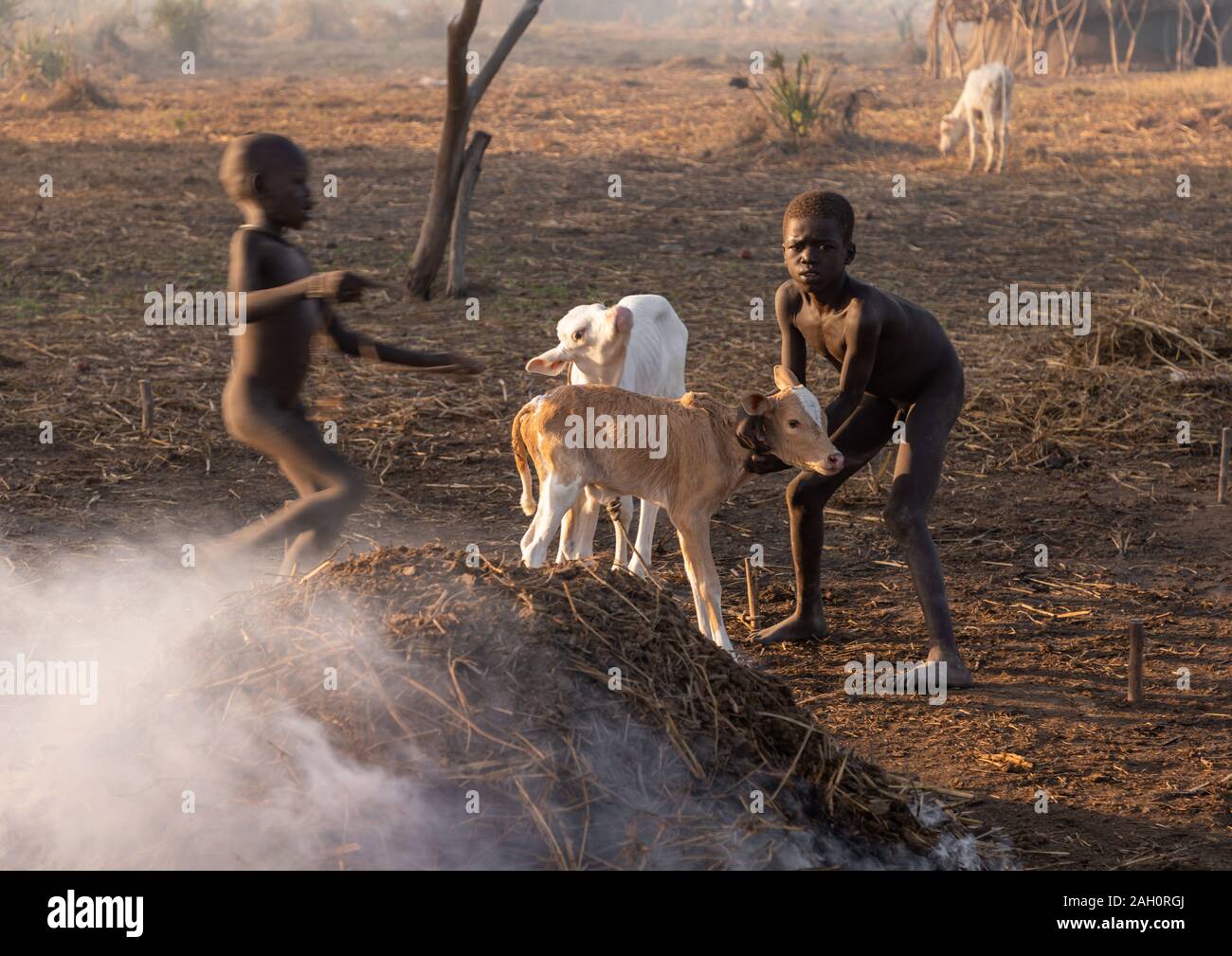 Tribu Mundari garçons en prenant soin des veaux dans le camp, l'Équatoria central, Terekeka, au Soudan du Sud Banque D'Images