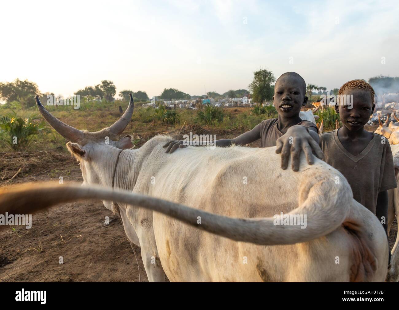 Tribu Mundari garçons en prenant soin de la longues cornes vaches dans un camp, l'Équatoria central, Terekeka, au Soudan du Sud Banque D'Images