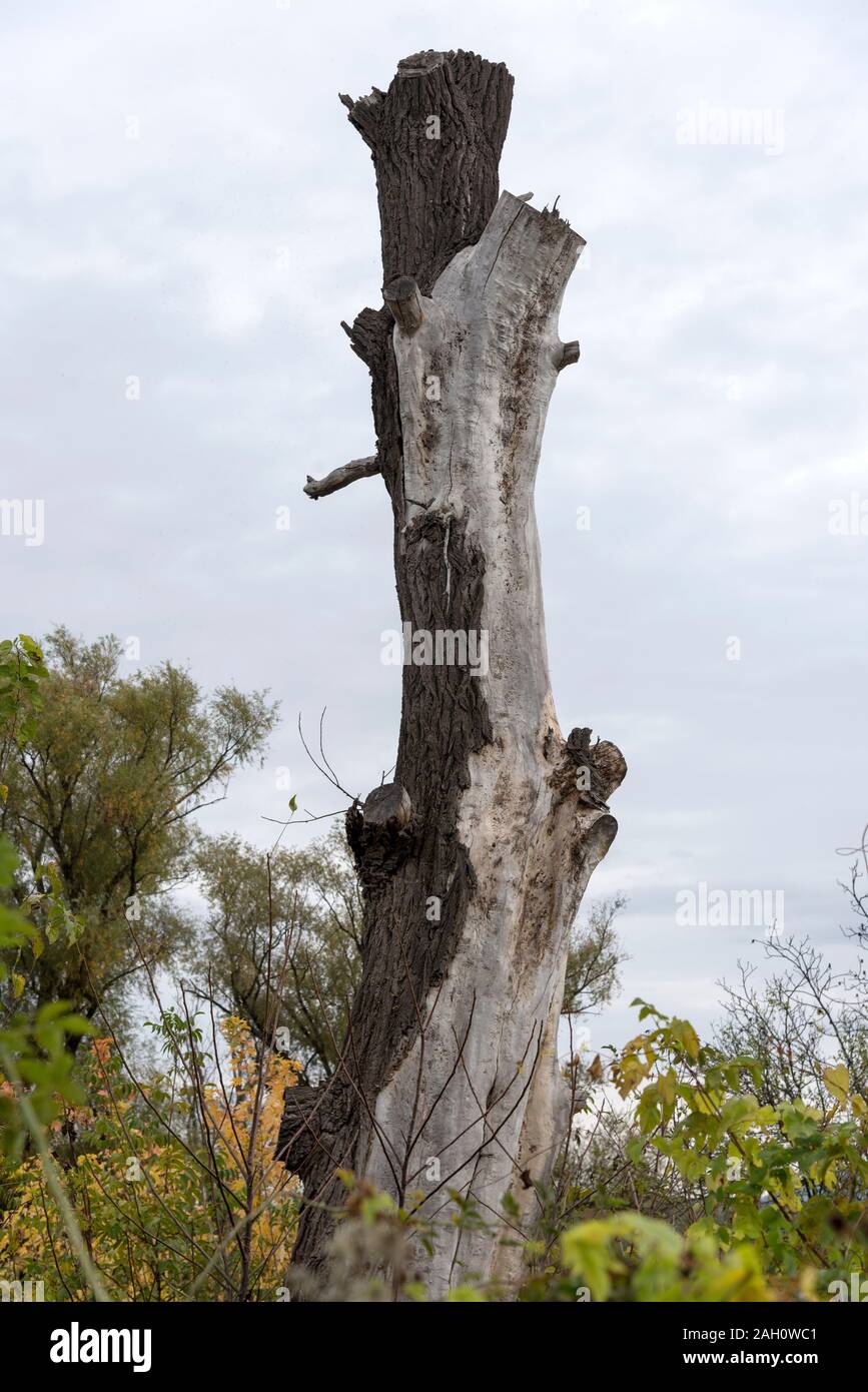 Vieux tronc arbre et ciel Banque D'Images